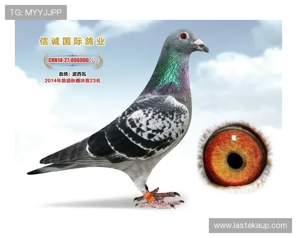 AG国际馆登录页面更新通知，最新入口地址及登录步骤全方位介绍